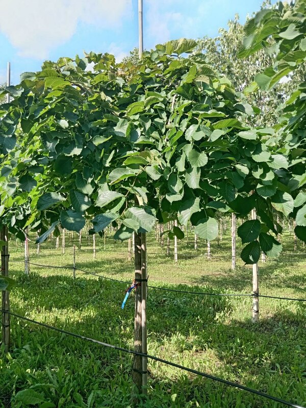 Вяз шершавый Пендула (Ulmus glabra 'Pendula')