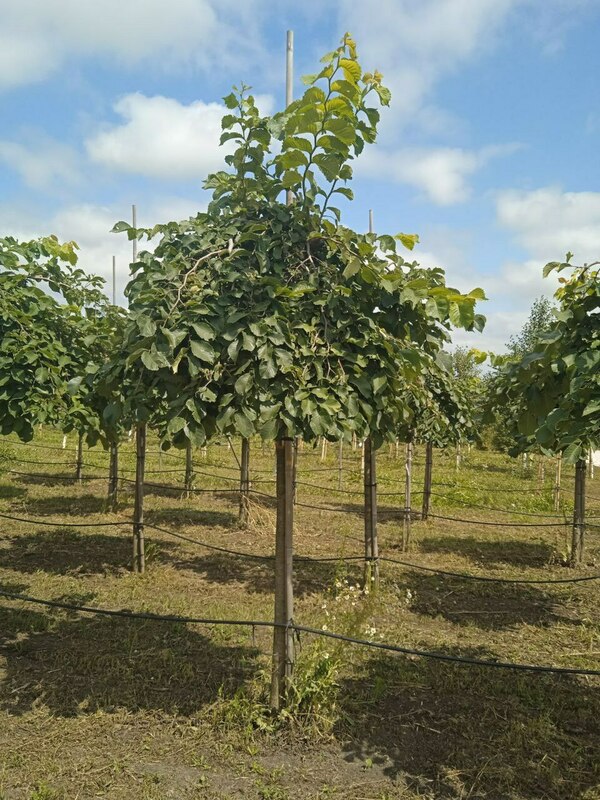 Вяз шершавый Пендула (Ulmus glabra 'Pendula')