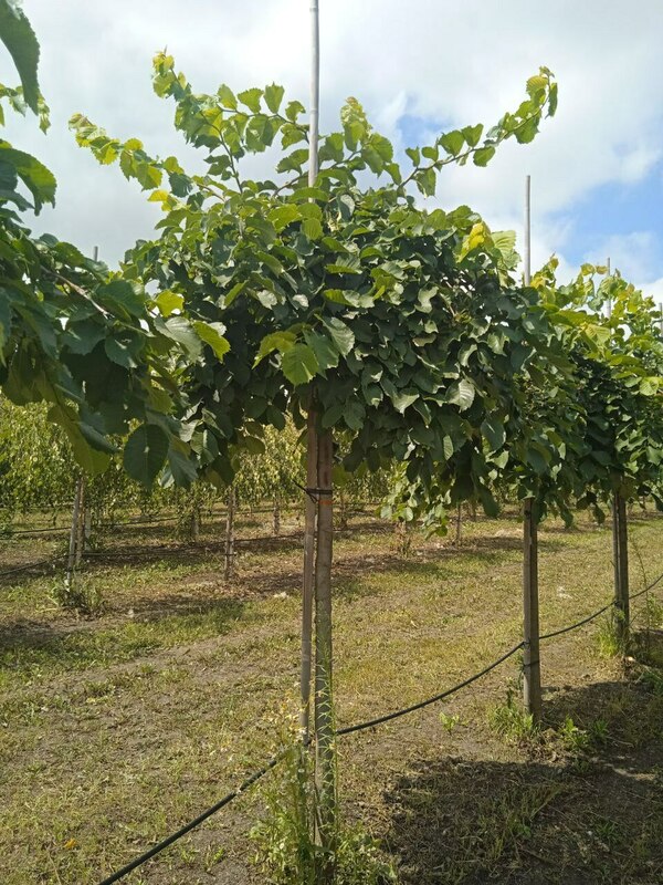 Вяз шершавый Пендула (Ulmus glabra 'Pendula')