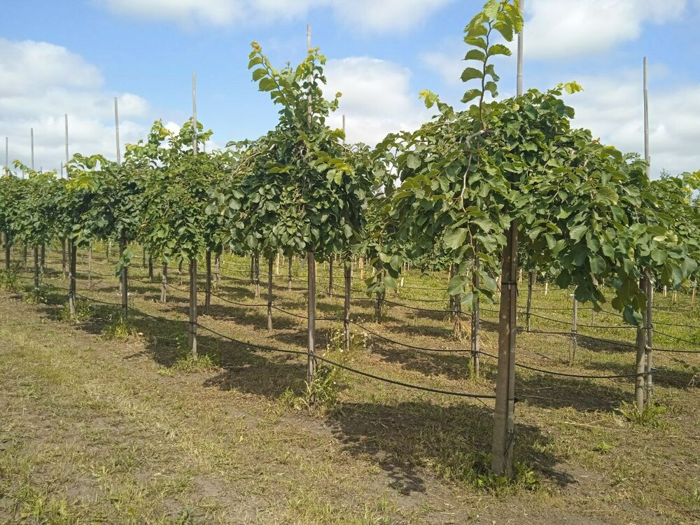 Вяз шершавый Пендула (Ulmus glabra 'Pendula')