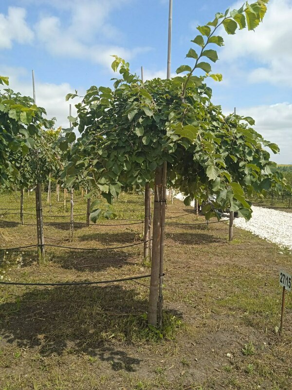 Вяз шершавый Пендула (Ulmus glabra 'Pendula')