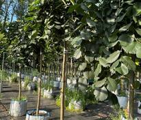 Вяз шершавый Пендула (Ulmus glabra 'Pendula')