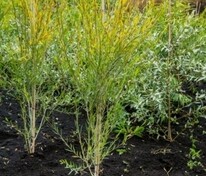 Ива Ледебура (Salix ledebouriana)