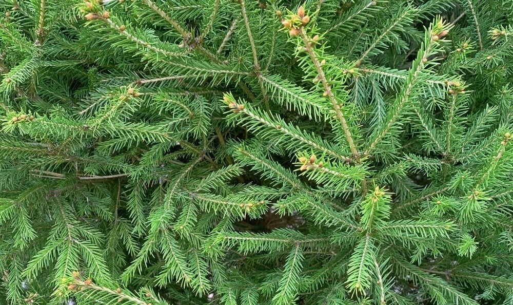 Ель сибирская