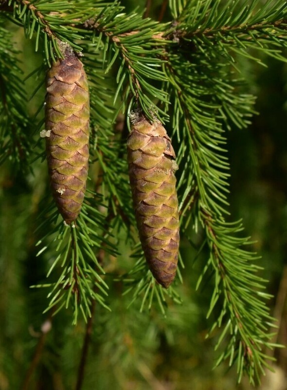 Ель сибирская