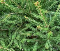 Ель сибирская (Picea obovata)