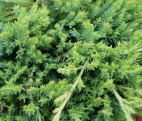 Можжевельник горизонтальный "Prostrata" (Прострата)