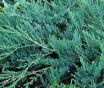 Можжевельник казацкий Блю Спаркл (Juniperus sabina 'Blue Sparkle')
