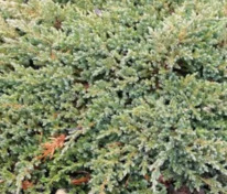 Можжевельник чешуйчатый Литтл Джоана (Juniperus squamata 'Little Joanna')