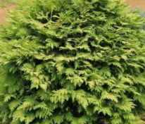Туя западная Вареана Лютесценс (Thuja occidentalis 'Wareana Lutescens')