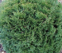 Туя западная Вотерфилд (Thuja occidentalis 'Waterfield')