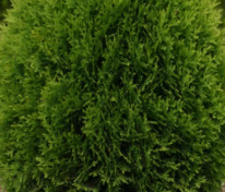 Туя западная Джилдед Дресс (Thuja occidentalis 'Gilded Dress')