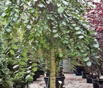 Вяз шершавый Холм (Ulmus scabra 'Hill')