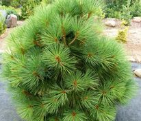 Сосна Джеффри Йоппи (Pinus jeffreyi 'Joppi')