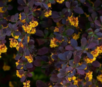 Барбарис оттавский Аурикома (Berberis x ottawensis 'Auricoma')