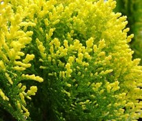 Туя восточная Морган (Platycladus orientalis 'Morgan')