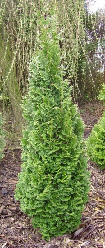 Туя западная Бробекс Тауэр (Thuja occidentalis 'Brobeck\'s Tower')