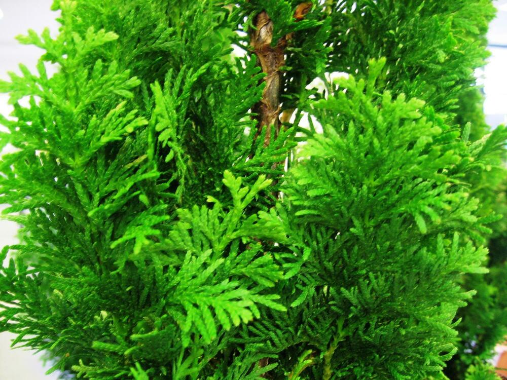 Туя западная Бробекс Тауэр (Thuja occidentalis 'Brobeck\'s Tower')