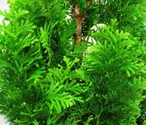 Туя западная Бробекс Тауэр (Thuja occidentalis 'Brobeck\'s Tower')
