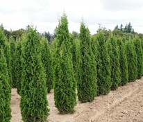 Туя западная "Degroot's Spire" (Дегрут Спайр)