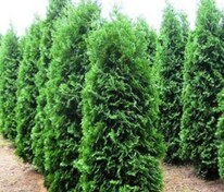 Туя западная Пирамидалис Компакта (Thuja occidentalis 'Pyramidalis Compacta')