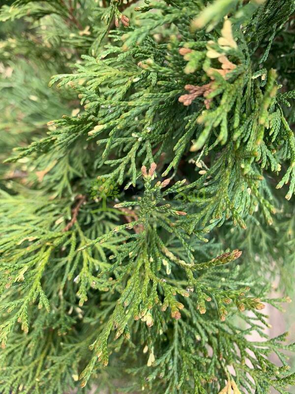 Туя западная Смарагд Вариегата (Thuja occidentalis 'Smaragd Variegata')