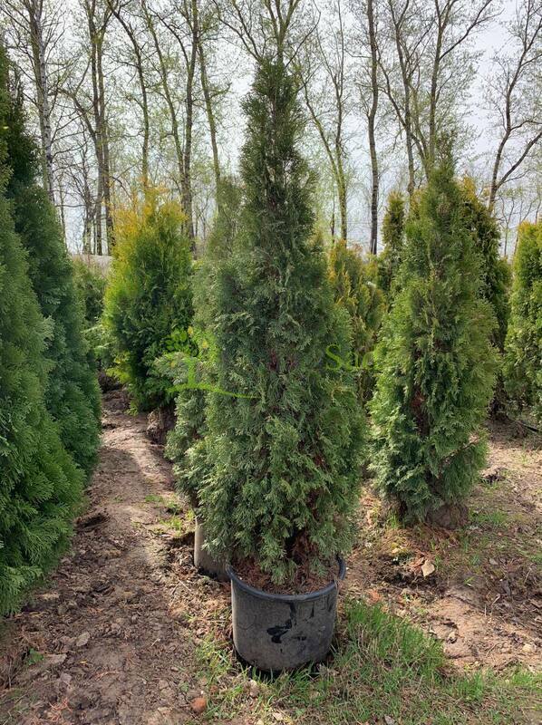 Туя западная "Smaragd Variegata" (Смарагд Вариегата)