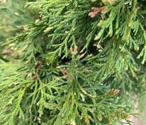Туя западная Смарагд Вариегата (Thuja occidentalis 'Smaragd Variegata')