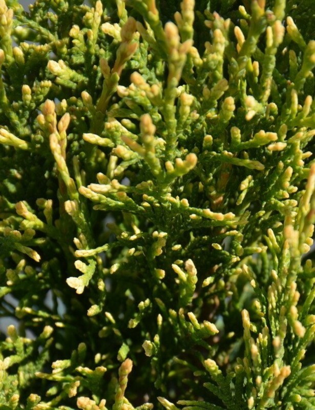 Туя западная Смарагд Витбонт (Thuja occidentalis 'Smaragd Witbont')
