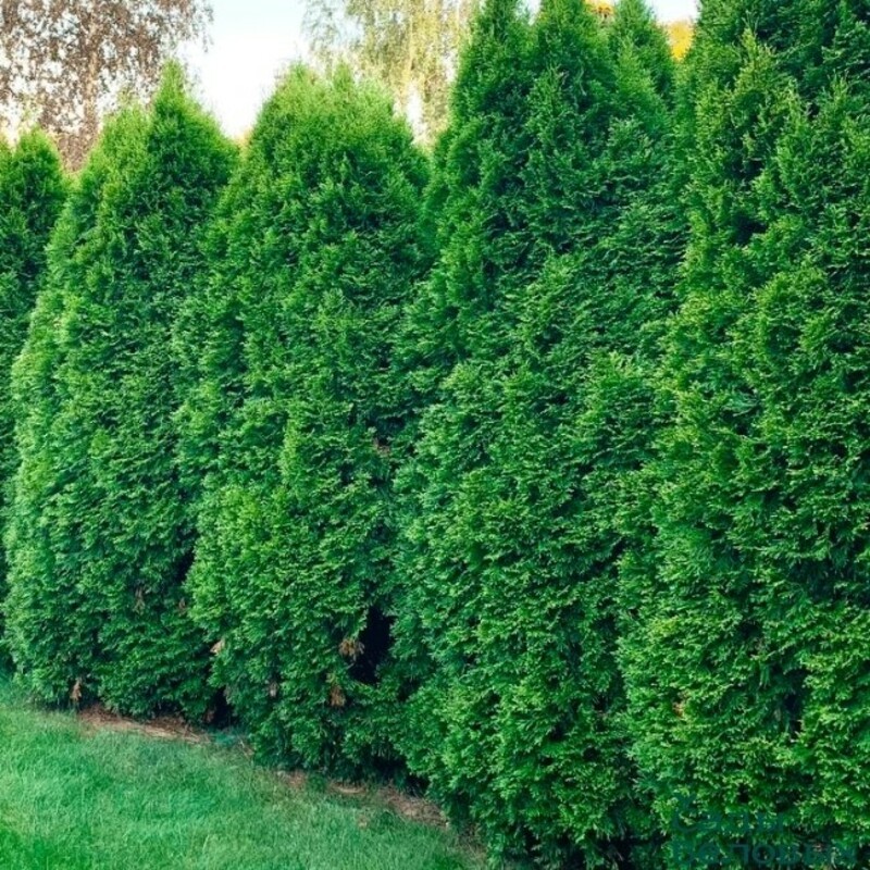 Туя западная Смарагд Витбонт (Thuja occidentalis 'Smaragd Witbont')