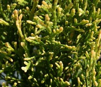 Туя западная Смарагд Витбонт (Thuja occidentalis 'Smaragd Witbont')