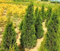 Туя западная Спотти Смарагд (Thuja occidentalis 'Spotty Smaragd')