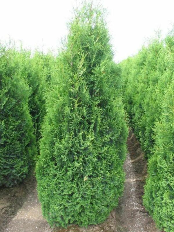 Туя западная Хебнер (Thuja occidentalis 'Huebner')