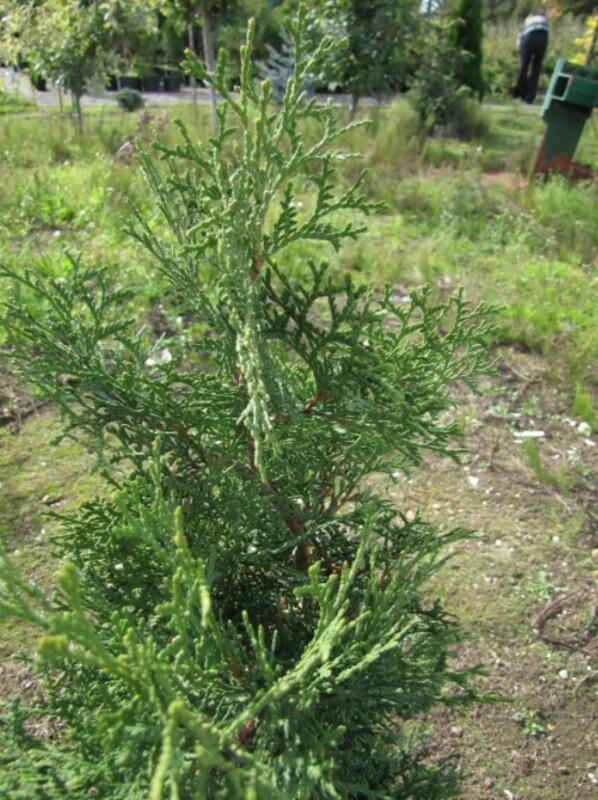 Туя западная Хебнер (Thuja occidentalis 'Huebner')