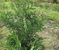 Туя западная Хебнер (Thuja occidentalis 'Huebner')