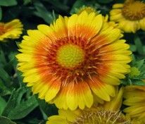 Гайлардия Аризона Эйприкот (Gaillardia x grandiflora 'Arizona Apricot')