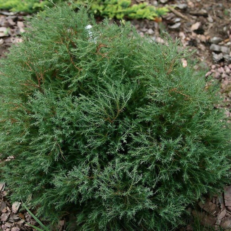 Туя западная Эрикоидес (Thuja occidentalis 'Ericoides')