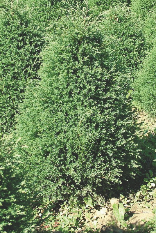 Туя западная Эрикоидес (Thuja occidentalis 'Ericoides')