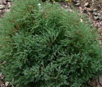 Туя западная "Ericoides" (Эрикоидес)