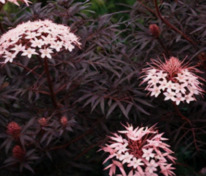 Бузина чёрная (Sambucus nigra)