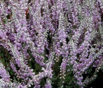 Вереск обыкновенный Сильвер Найт (Calluna vulgaris 'Silver Knight')