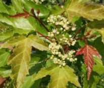 Клен Гиннала "Bailey Compact" (Бейли Компакт)