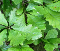 Дуб двухцветный (Quercus bicolor)