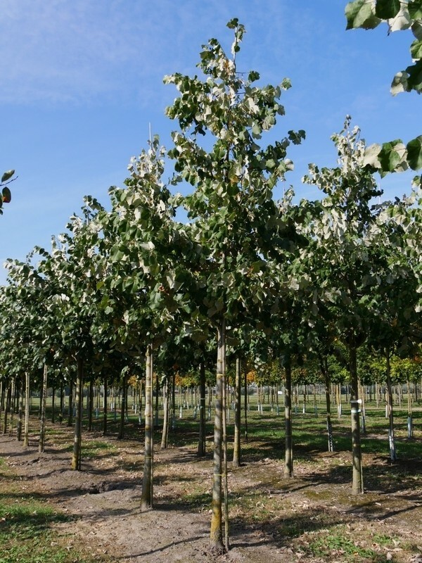 Липа войлочная