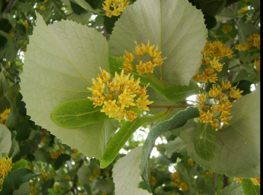 Липа войлочная (Tilia tomentosa)