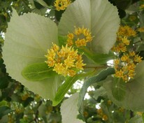 Липа войлочная (Tilia tomentosa)
