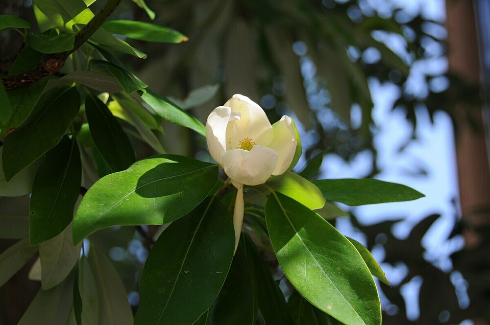 Магнолия виргинская (Magnolia virginiana)