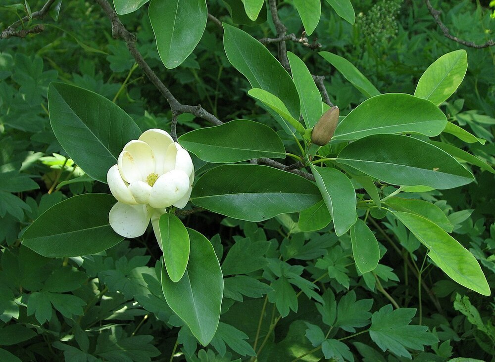 Магнолия виргинская (Magnolia virginiana)