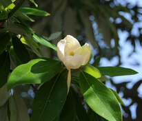 Магнолия виргинская (Magnolia virginiana)