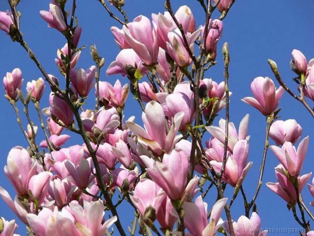 Магнолия гибридная Хэвен Сент (Magnolia 'Heaven Scent')